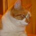 Pat The Cat (@patthecat3) Twitter profile photo