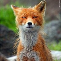 Randomazer (@randomazer) 's Twitter Profile Photo