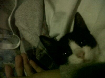verry cute cat|| I'm back and white|| I am small || little cutie cat|| try to follow this @shannonmatsu I'm her pet :D
