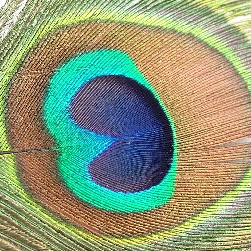 Suppliers of high quality feathers and feather accessories