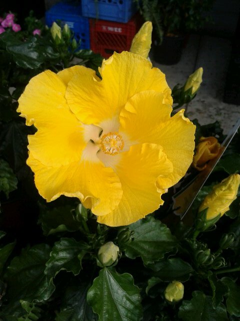 MrsPassmore9337's profile picture. 