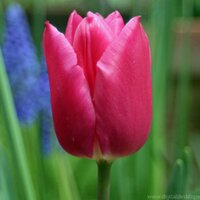 Tulip Penney (@tulippenney) 's Twitter Profile