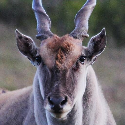 Ideally situated 7km outside Hartenbos on your way to Oudtshoorn. The perfect place for an amazing hunting experience or just an enjoyable vacation.