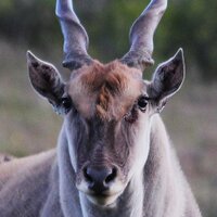 Bergsig Game Farm (@bergsiggamefarm) 's Twitter Profile Photo