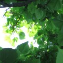 Lila Phillips - @LilaPhillips16 - Twitter