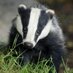 Lee Moore (@leezebadger) Twitter profile photo