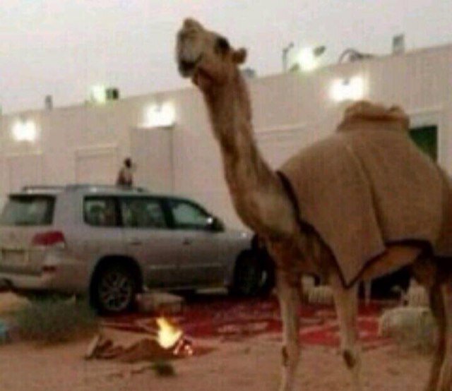 ‏كبير الحظ من حافظ على نفسه من المنقود//وعن جملة جميع الناس كف يديه ولسانه