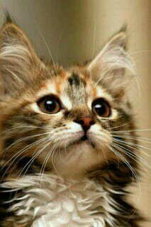 A female cat, Dont trust the most. Mom ; @_Snowflake_Cat Loves ; @Iceheart_1