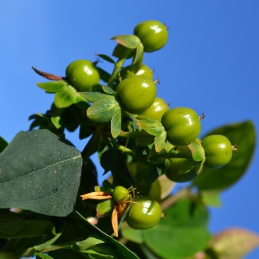 PolderHypericum's profile picture. Voor al uw pompoenen en kalebassen. Huisverkoop en via de veiling. De boerderij ligt in Marknesse Met vriendelijke groet, Sijbrand Haven