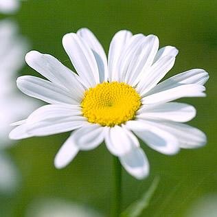 Lavidasanaes's profile picture. Distribuidora independiente Oriflame. Cosméticos naturales, belleza, salud.