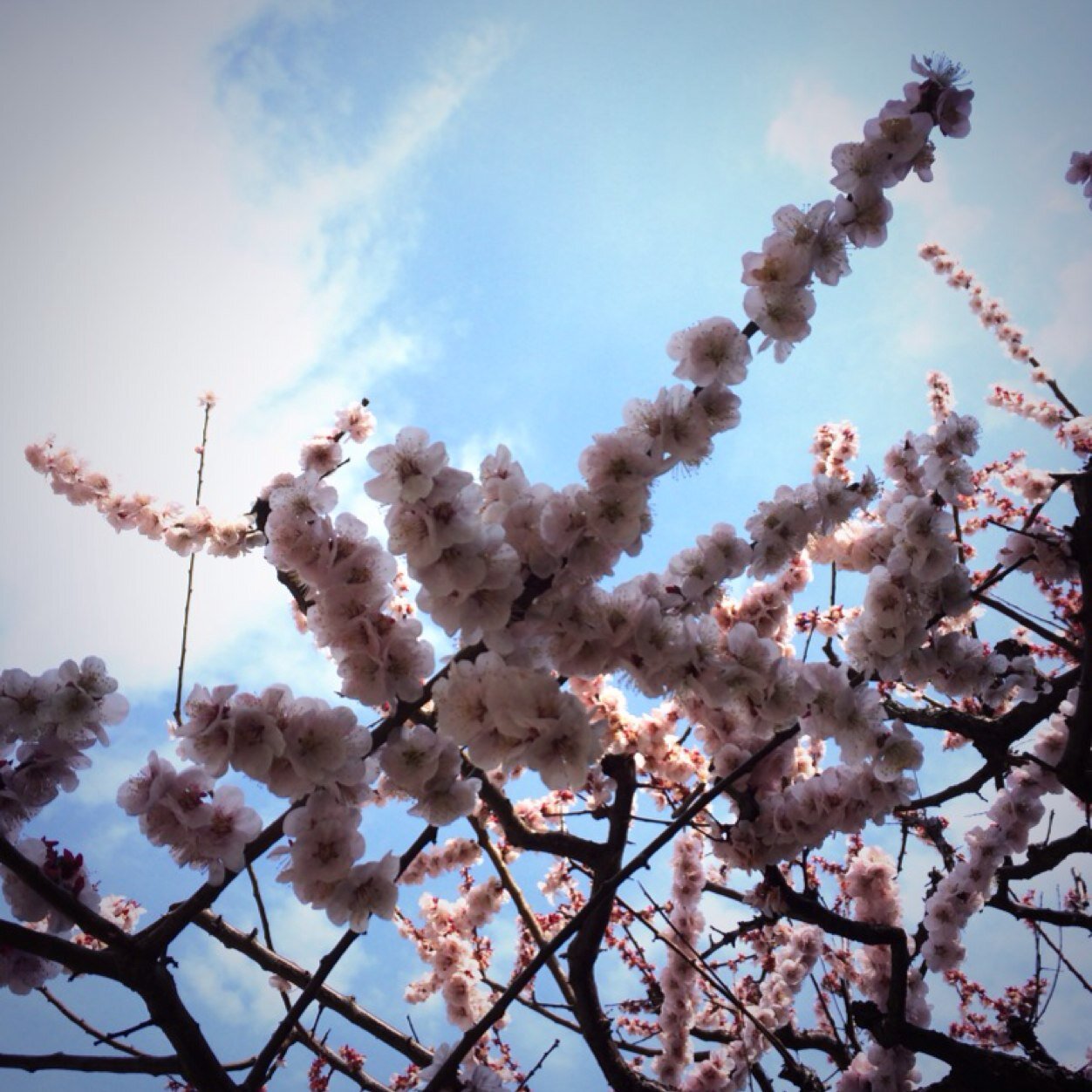 Migaini's profile picture. 