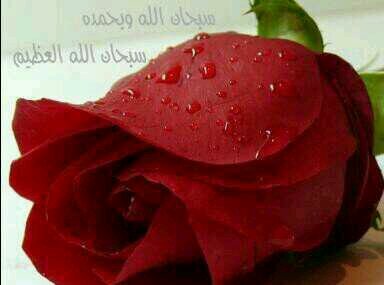 ComSosoo140721's profile picture. التفاؤل فن تصنعه النفوس الواثقه بالله مونتاجي وتصاميمي في مفضلتي سبحان الله وبحمده سبحان الله العظيم حسابي فـِ❣ـيْ الانستغرام soosooo40