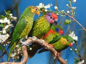 Distribucion de los mejores productos de aves y palomas.
http://t.co/hLxA1rZfGd