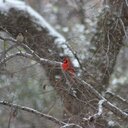 Tiffany Gorrell - @ChinaBear12 - Twitter