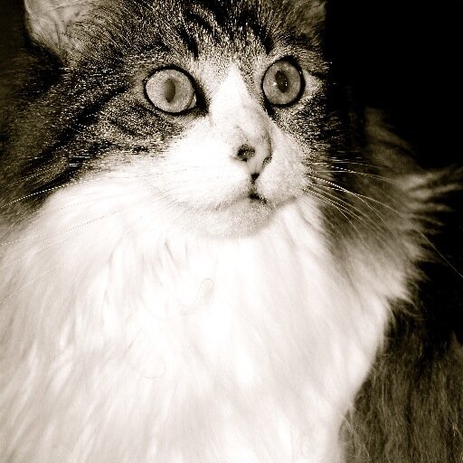 Rescued as a kitten.  Engaged to @AbbyDoodie.  Brofur is Sugar Bear, mum is a veggie & daddy a rockin roller.  Advocating adoption, ending animal cruelty, etc.