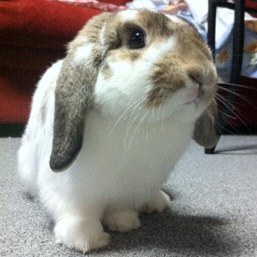 m09m09m09's profile picture. i ♥ my bun Popper!  RIP 2012-2021