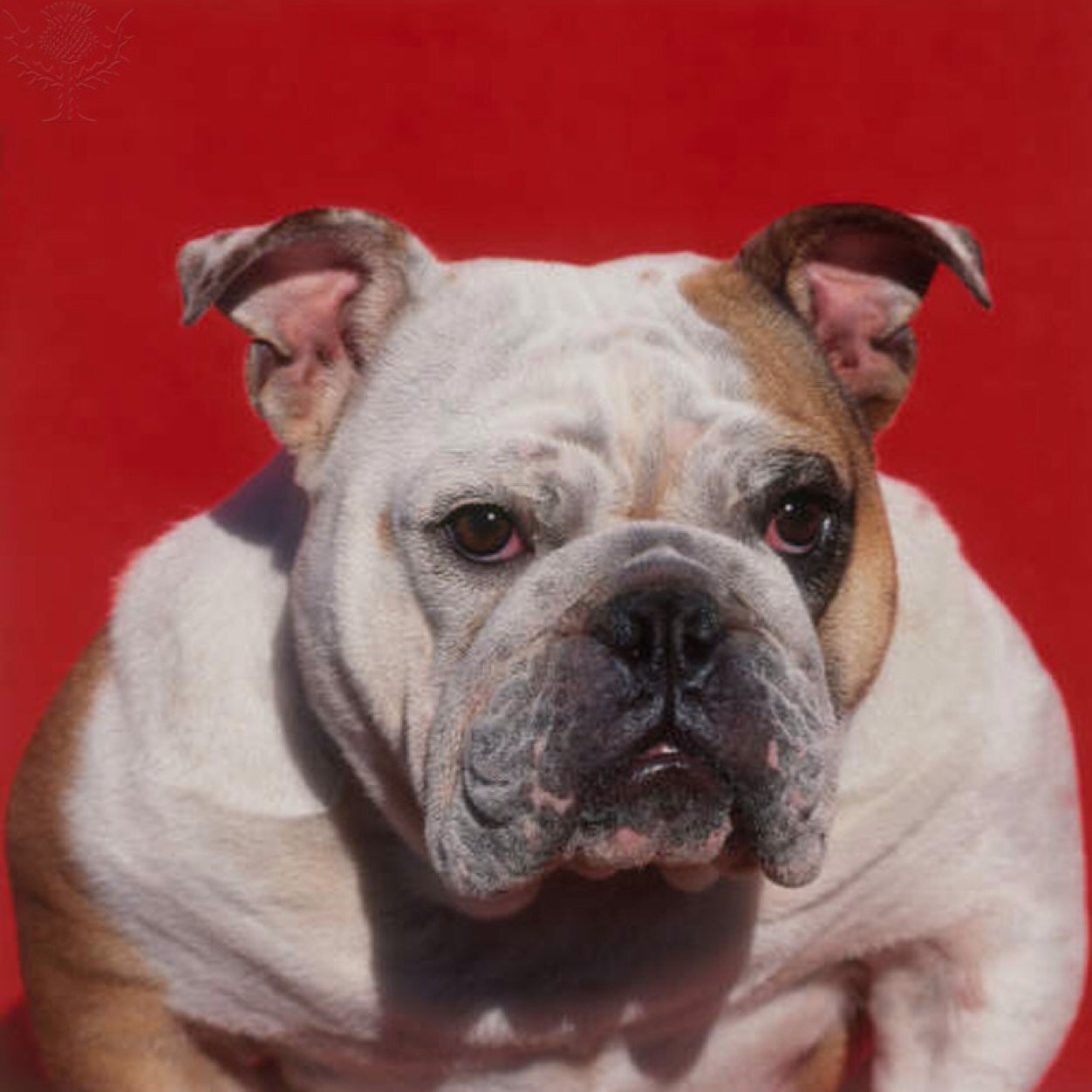 oglibrary1's profile picture. 