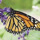 Deborah Patton - @patton_deborah - Twitter