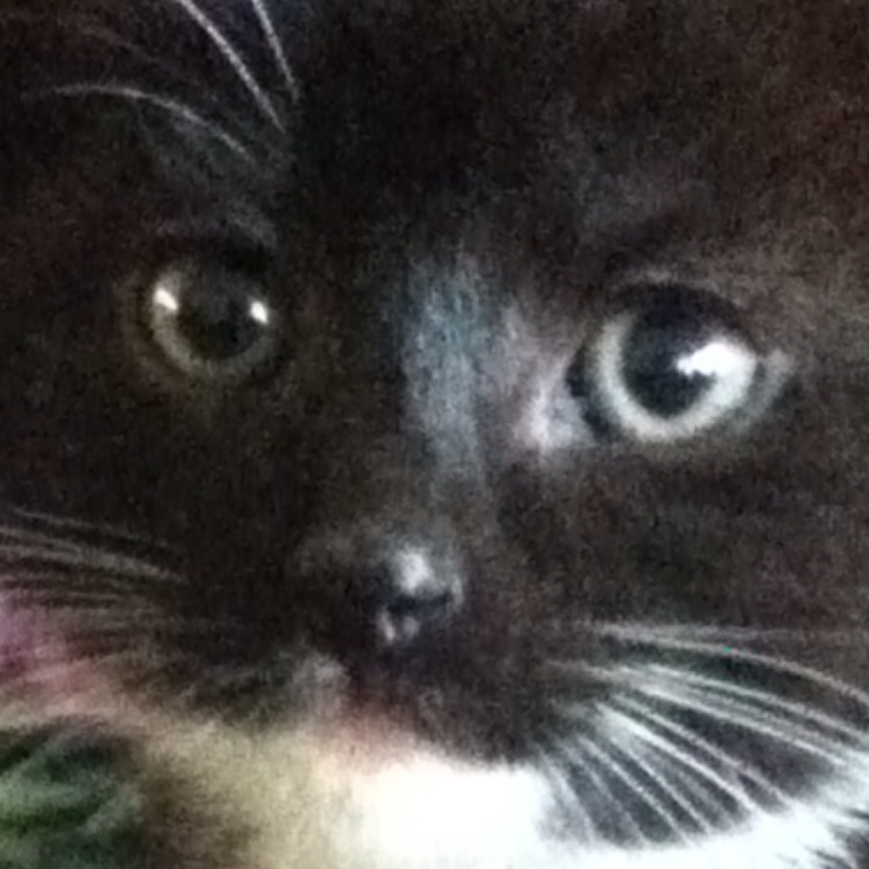 leonjo22's profile picture. 