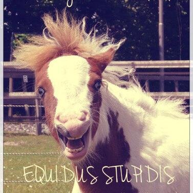 equidusstupidis Profile Picture