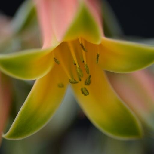 A brand new plant nursery offering a wide selection of rare and unusual plants at Tremenheere Sculpture Gardens,Cornwall