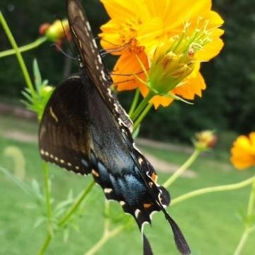 Cynt_B87's profile picture. 