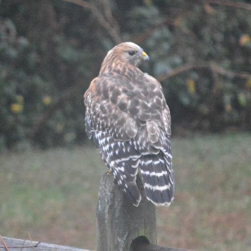 Powerlifter, NC Real Estate Broker, IT Solutions, Cloud, & Storage Consultant, Traveler, Nature & Animal Enthusiast.