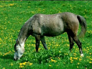 I can't live without you, my dear horses♥♥