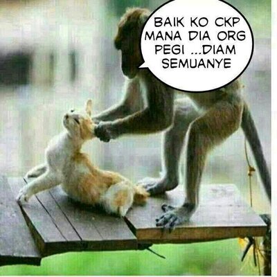 Anak Kucing Azam270764 Twitter