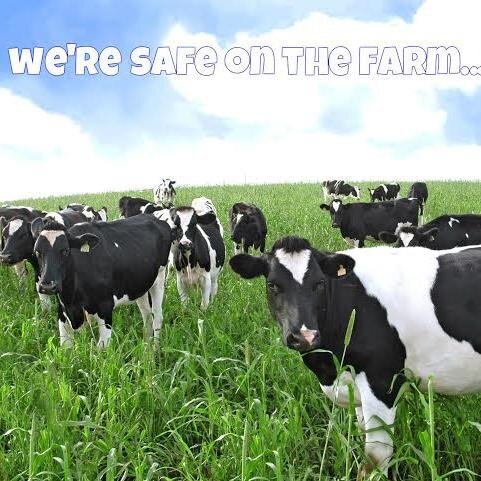 We are a Transition Year group from Boherbue who are highlighting farm safety to children as part of our YSI project.