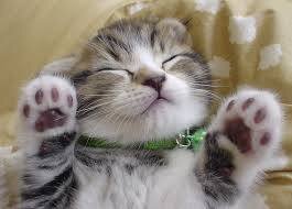 nekobuuu's profile picture. 猫の画像などをつぶやきます♪
Facebookもやってるのでよかったら遊びに来てください^^
https://t.co/kcsV52gcsU