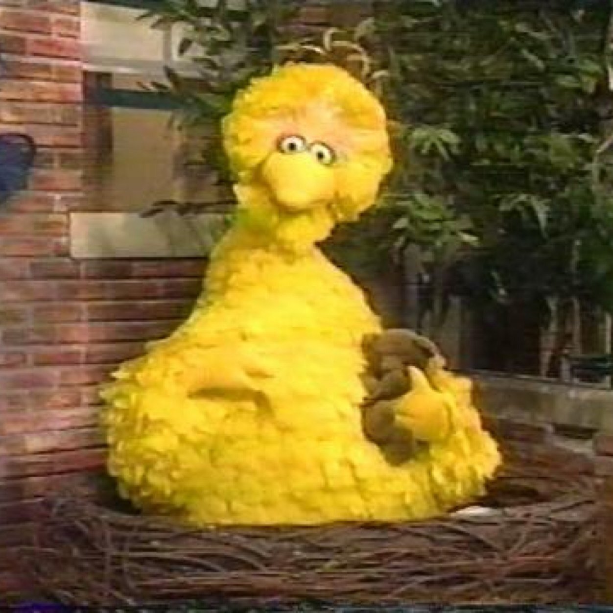 bird_acccount's profile picture. 새마음 새계정