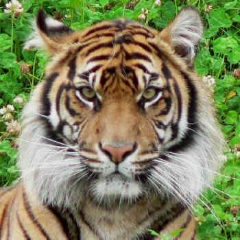 Kink Friendly, Qualified Holistic Masseur/Bodyworker & Aromacologist since 1995, other modalities. Experienced Top/Dom. Secular Buddhist. b.1962. Leo/Tiger