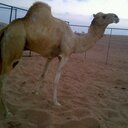 المستحيل (@0556747755zxzx) Twitter