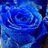 THE BLUE ROSE ~