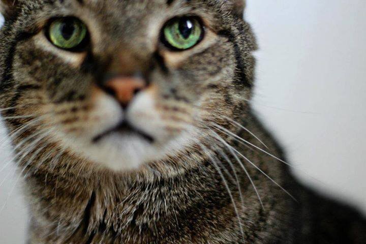 mycrappyblog's profile picture. Crappy Blogger is Crappy.