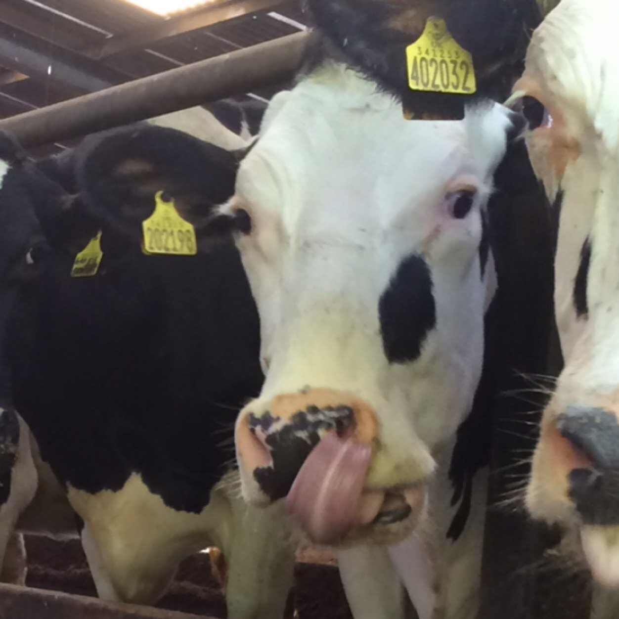 Independent Dairy Nutrition & Feed Sourcing. Taking pride in healthy cows & happy customers.