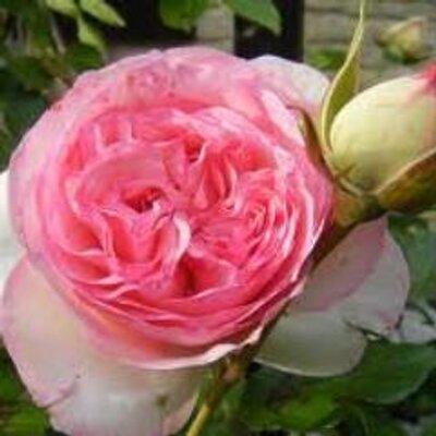 Soyer Martine Nathalie Je Te Souhaite Un Tres Joyeux Anniversaire Bise Soyer Martine Nathalie Je Te Souhaite Un Tres Joyeux Anniversaire Bise