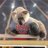 pandard66's avatar