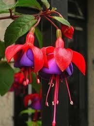 PVGC2011's profile picture. 