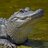 PortAlleganySD's profile image
