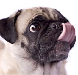 FrankysLists's profile picture. The real Franky! Food reviews, recipes, photos and lots of best / worst lists. Check out http://t.co/fuJsCzbB5M