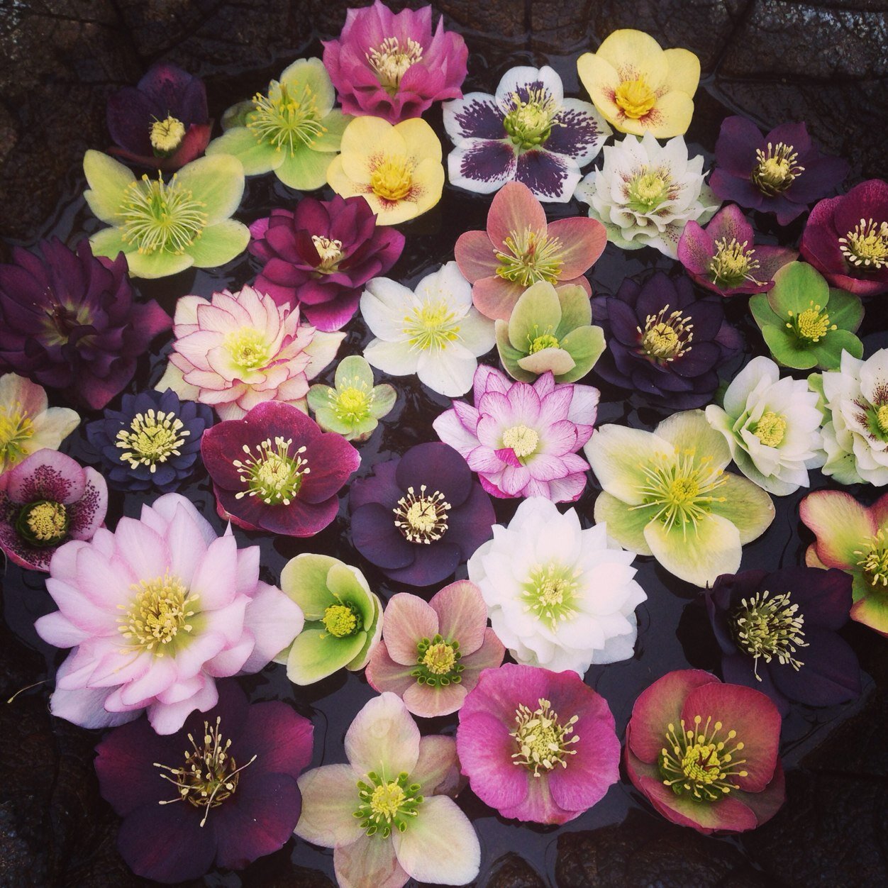 A cutting edge retail & mail order nursery offering over 6000 different plants a year including hot new plants, cool edibles, and the rare and unusual.