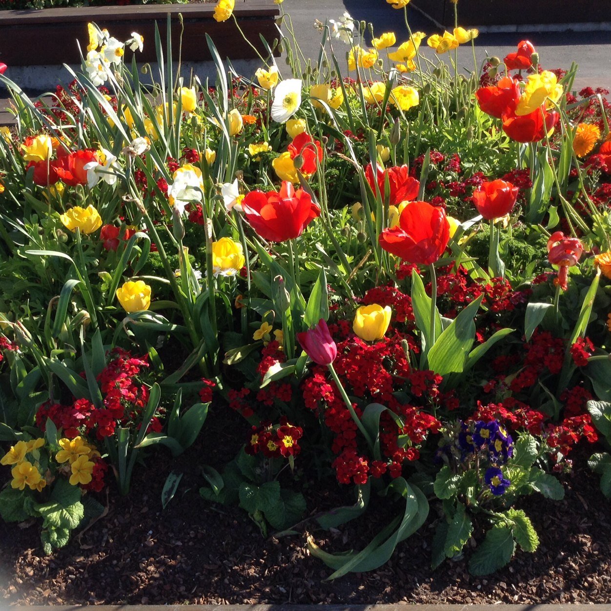 almayabut's profile picture. 