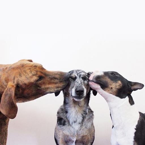 George, Boston, Della + Gertie. #muttmuggin #puptrousers #dogsquish