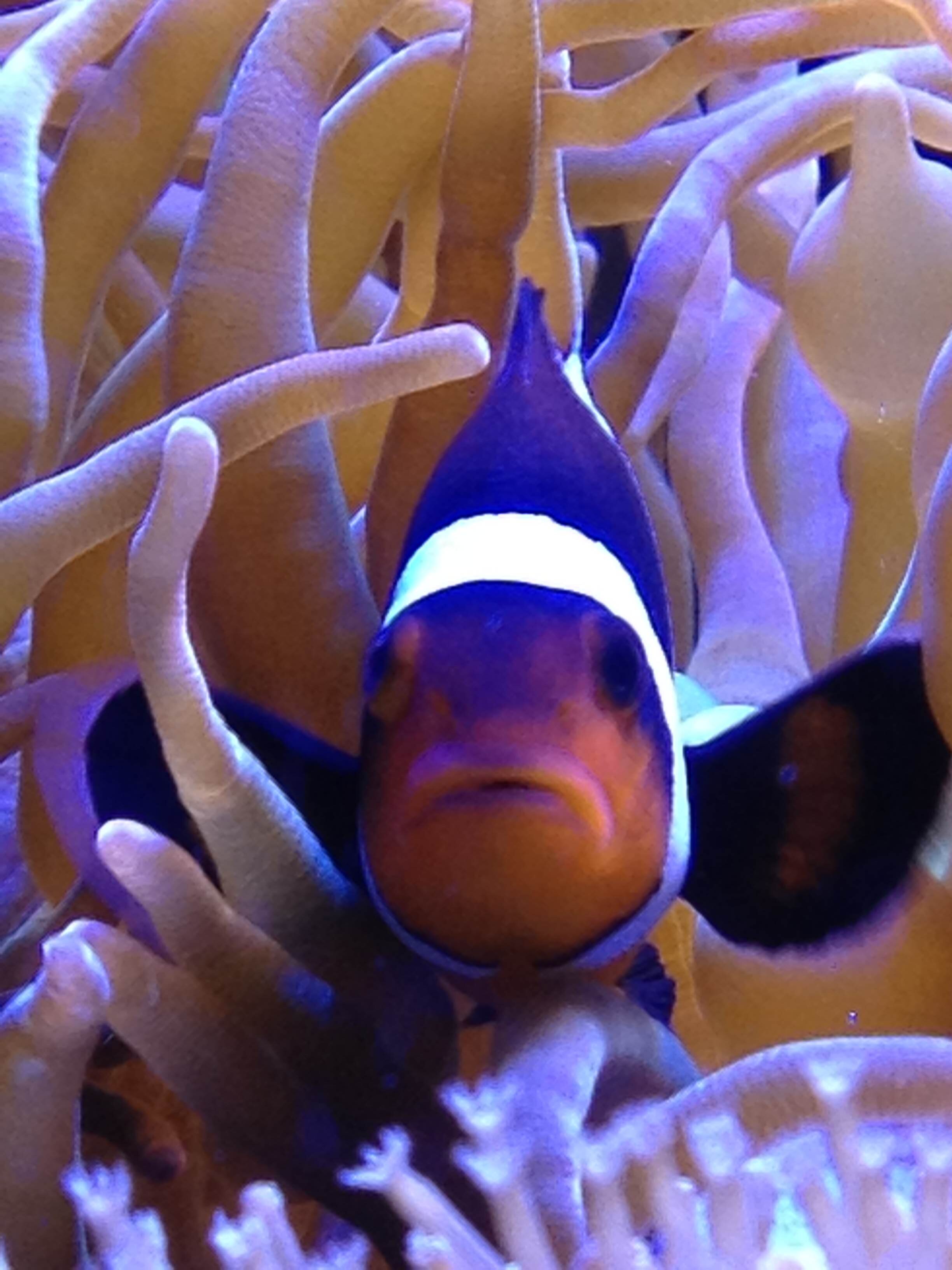 Likes saltwater fish; basketball