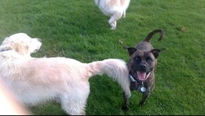 Dog Walking and Pet Minding Service