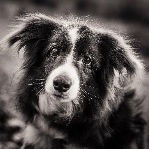 Dog agility competitor, ukulele enthusiast and sometime runner...