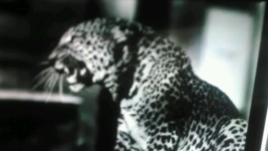 🍀Artist, 😺💟er, old movies watcher, 👽's, Syd Barrett, Brian Eno, Velvet Underground, Monty Python.
Does anybody here remember Vera Lynn?