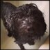 Tracey Caffrey (@traceycaffrey) Twitter profile photo
